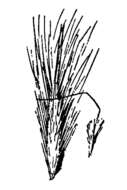 Image of pine needlegrass