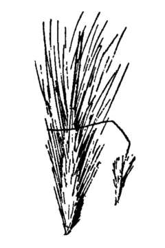 Image of pine needlegrass