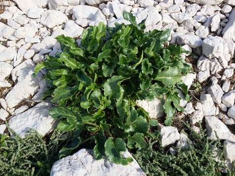 Image of sea beet