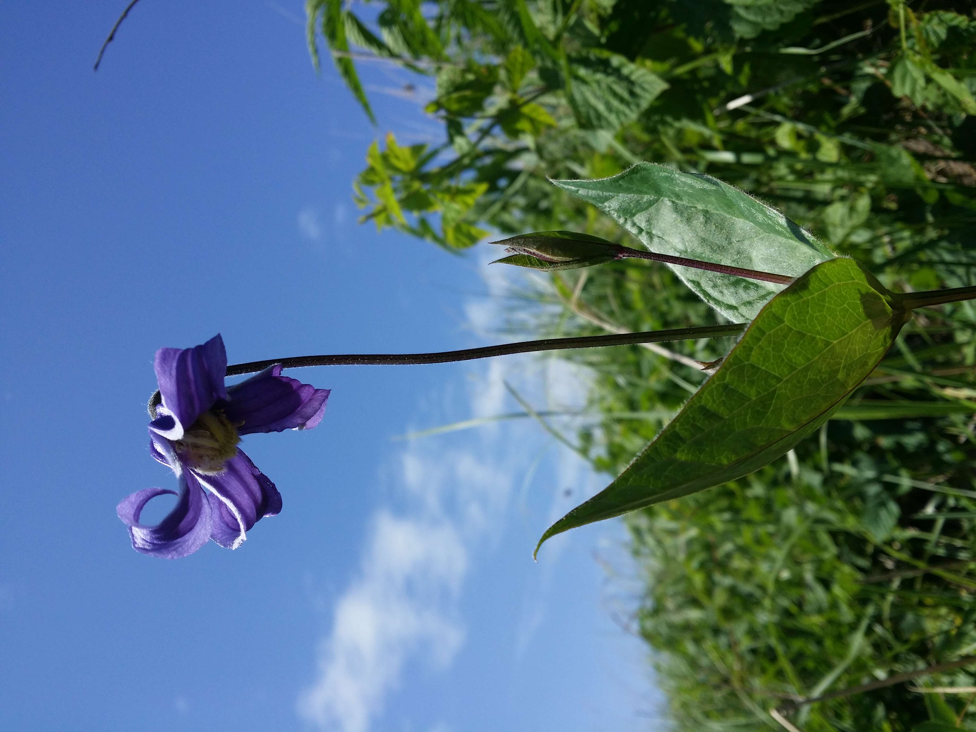 Imagem de Clematis integrifolia L.