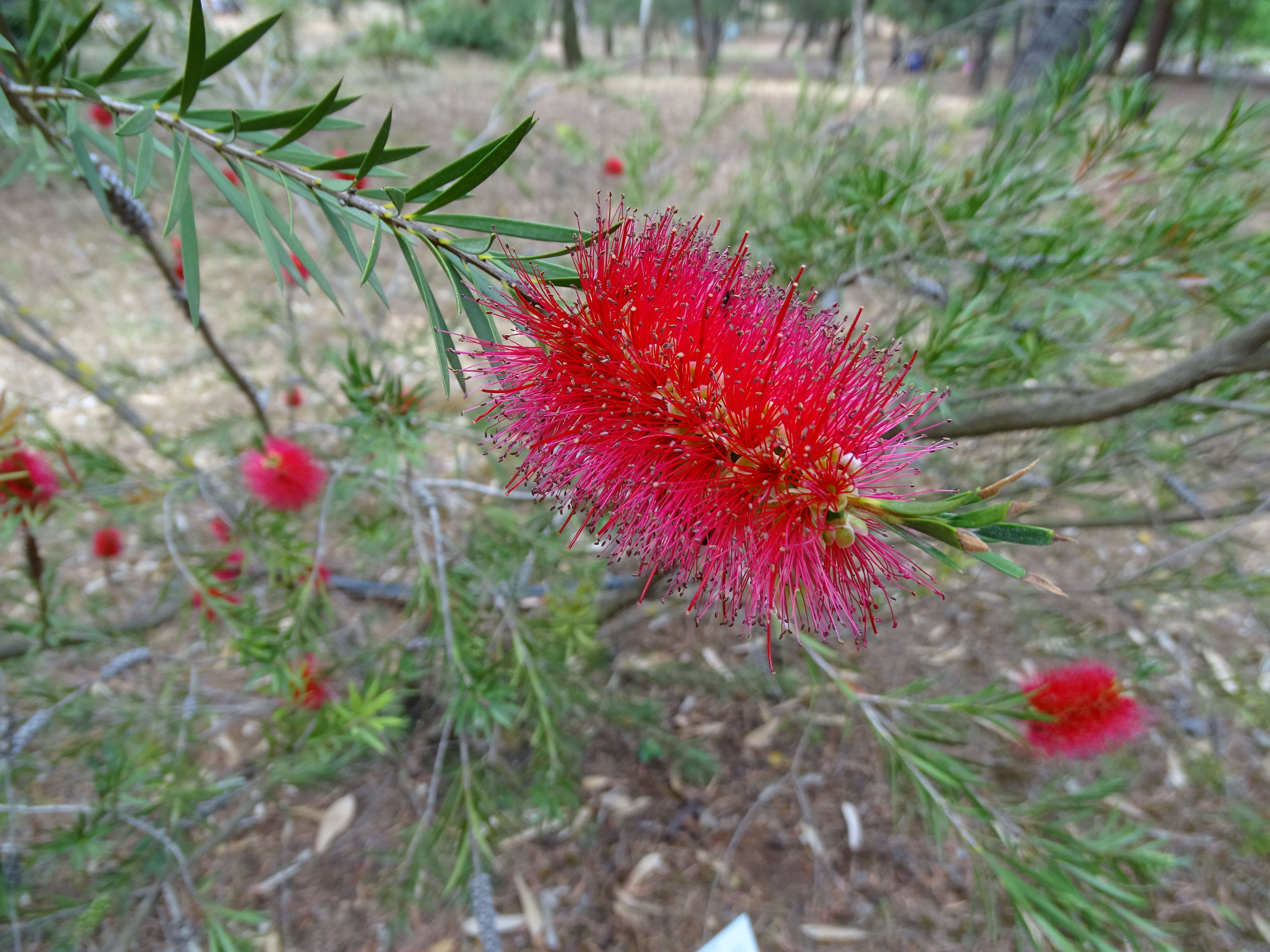 Image of scarlet bottlebrush