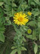 Image of Inula salicina