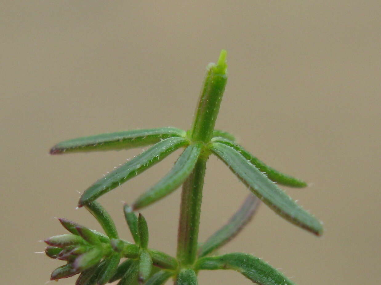 Image of Asperula conferta Hook. fil.