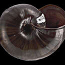 Image of Powelliphanta rossiana (Powell 1938)