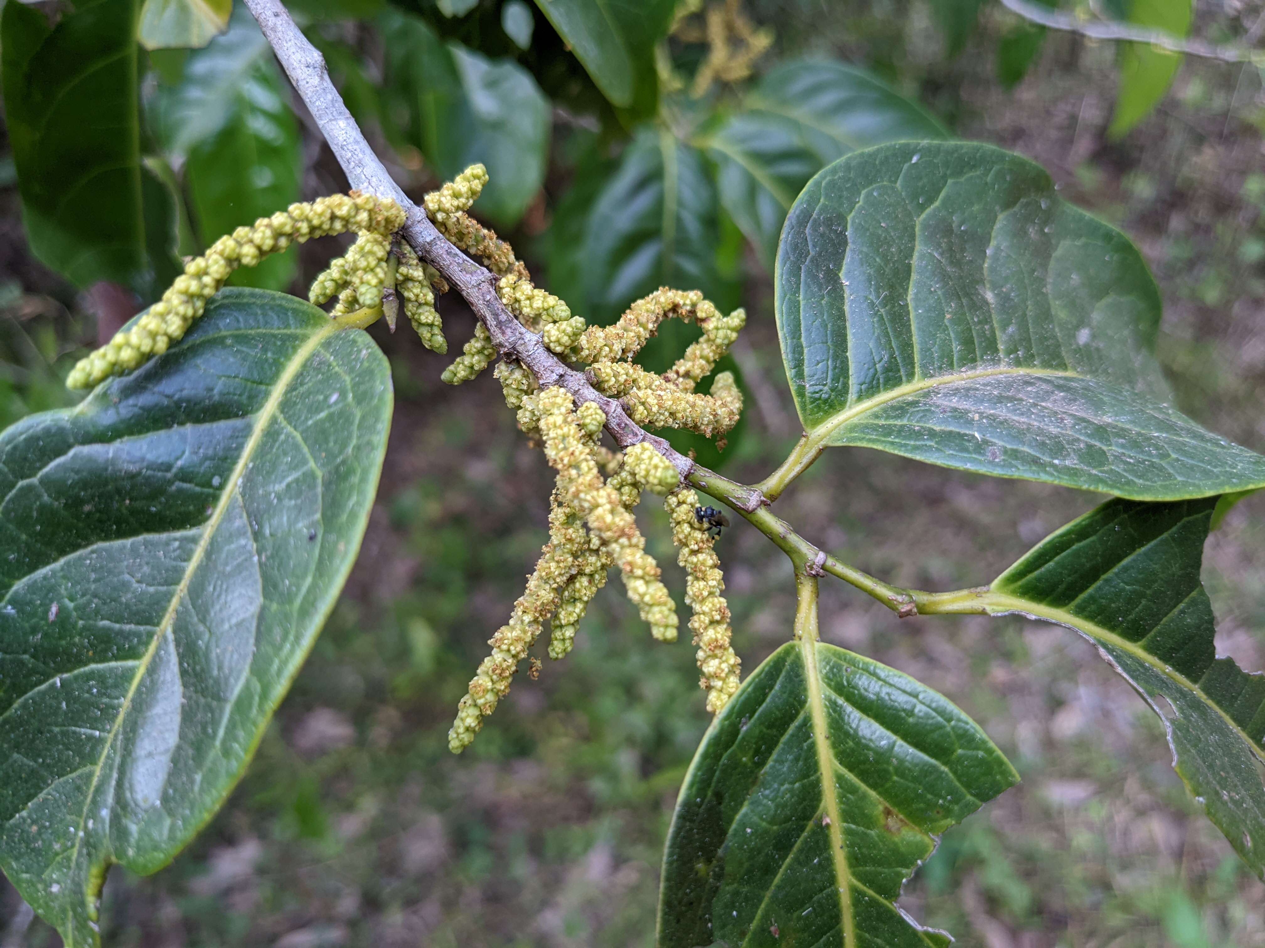 Plancia ëd Aporosa cardiosperma (Gaertn.) Merr.