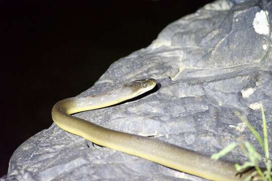 Image of Brown water python