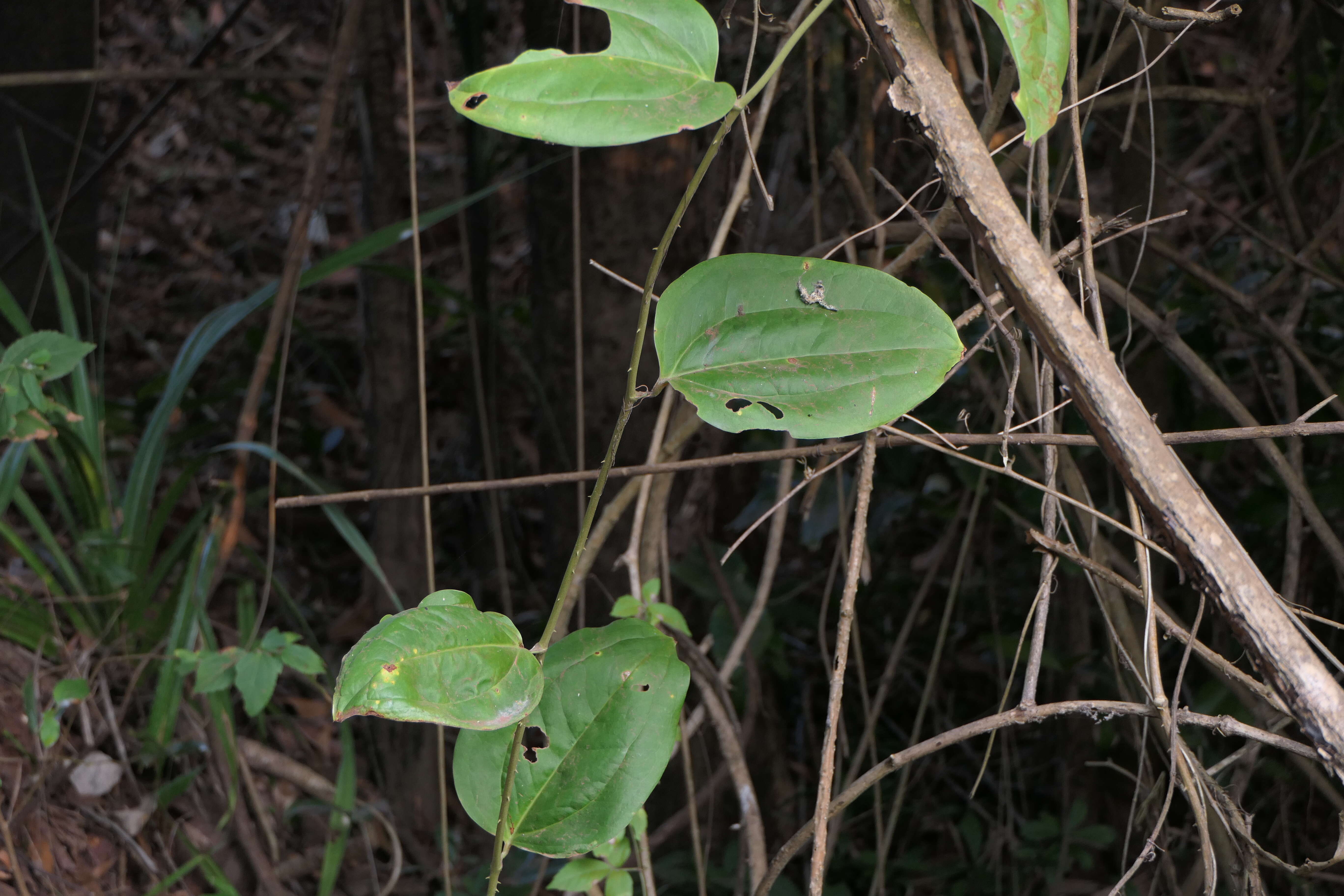 Image of Smilax zeylanica L.