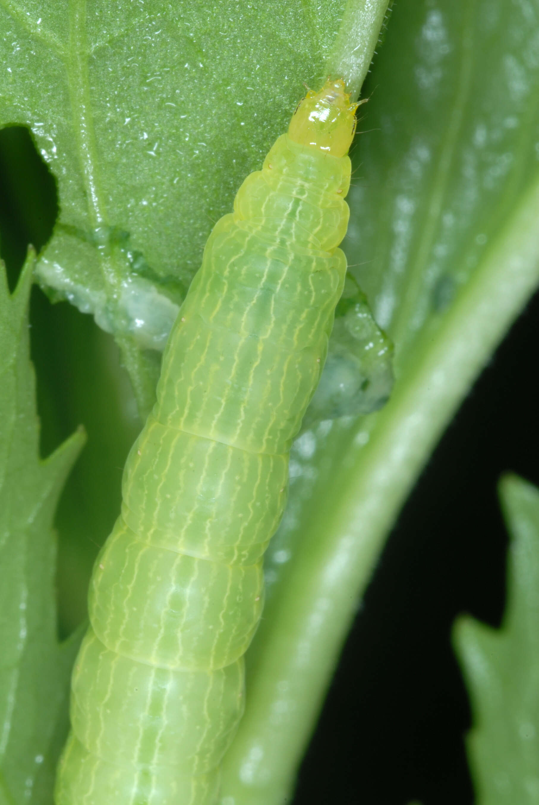 Image of Pink-washed Looper Moth