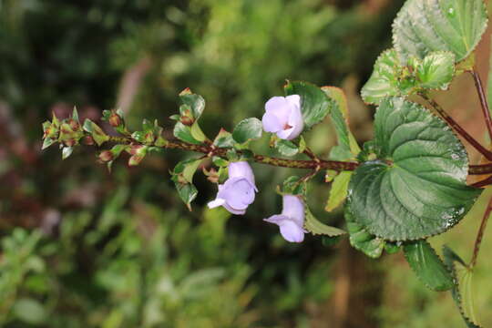 Image of Canterbury bells