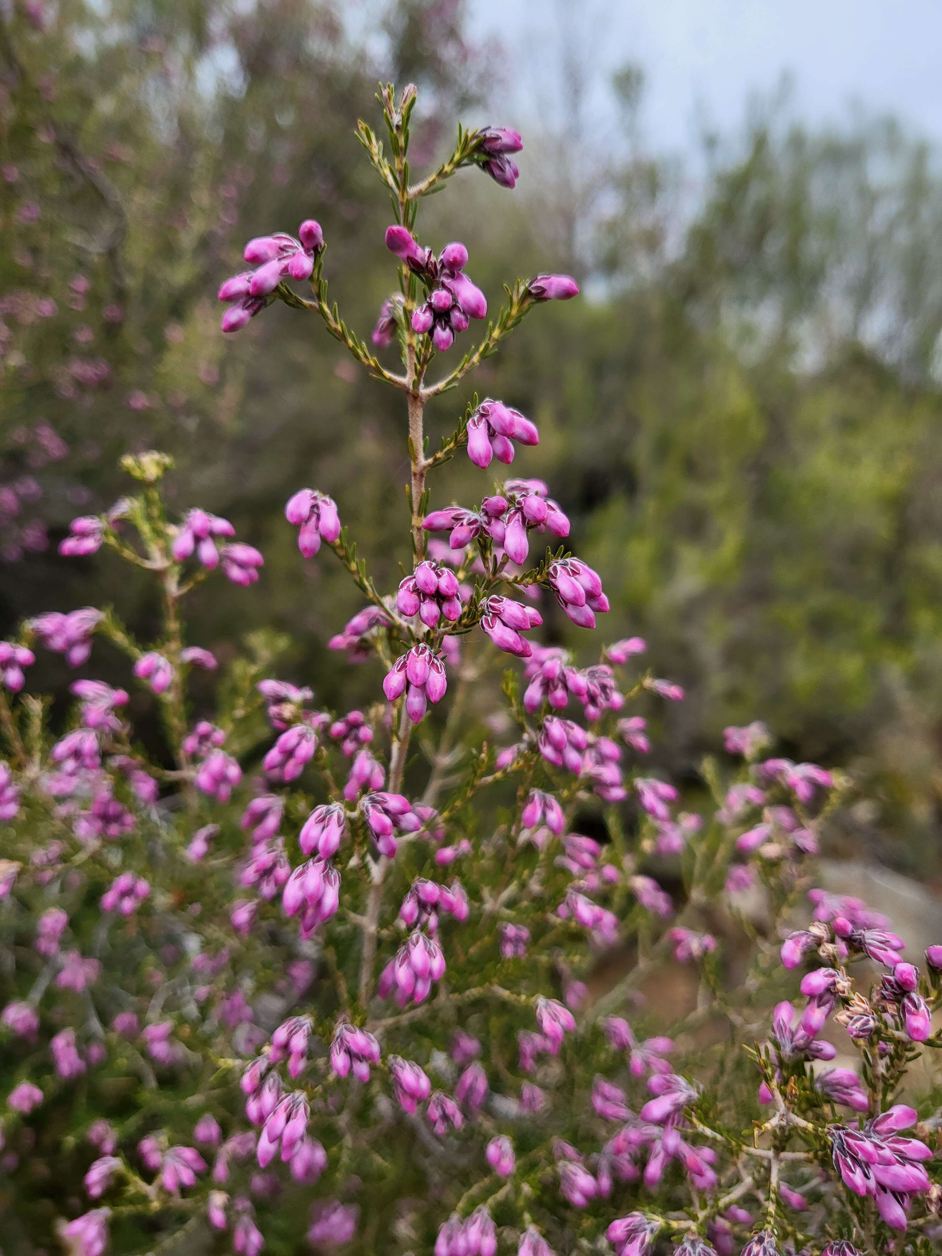 Image of Erica australis L.