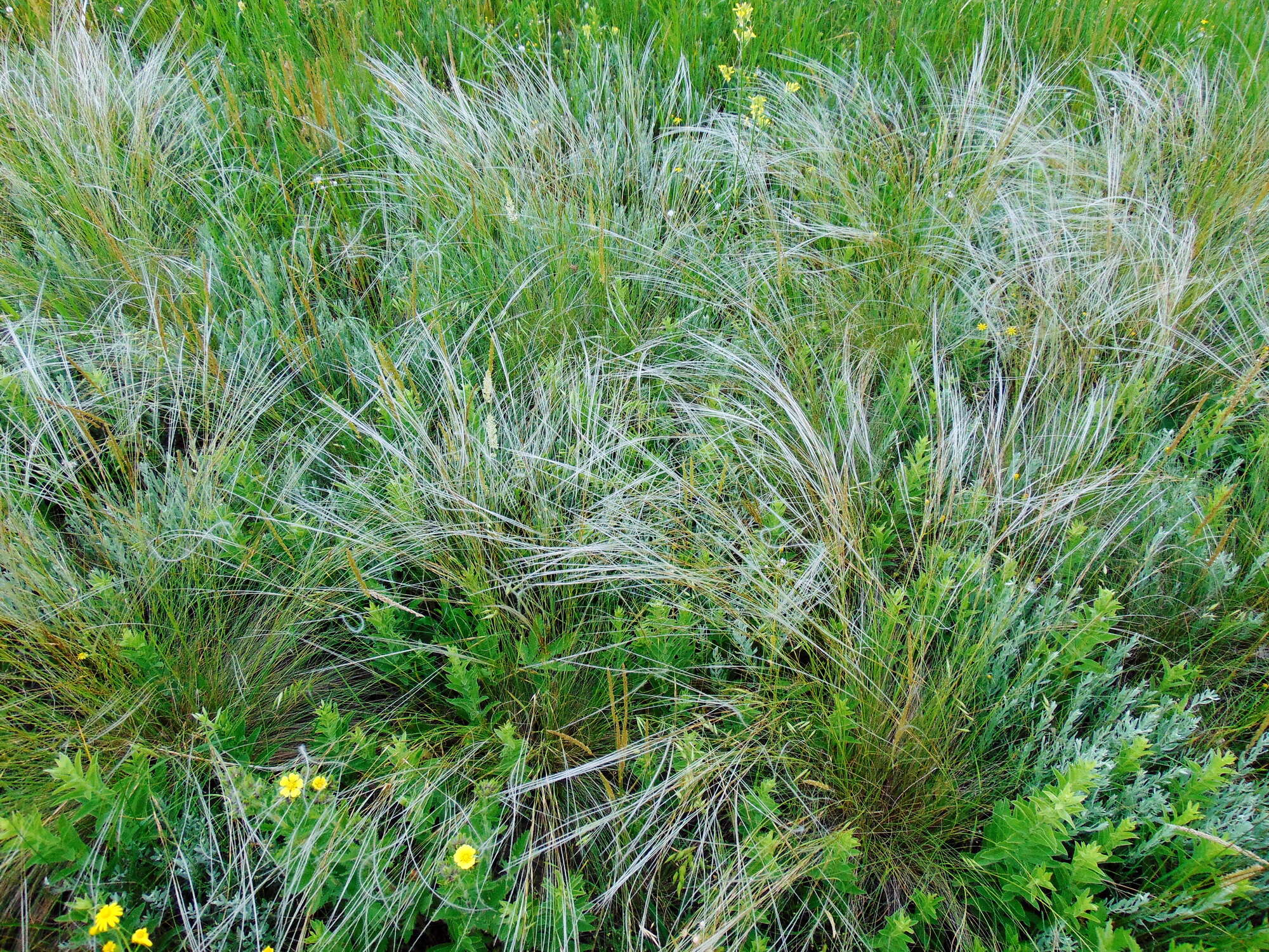 Plancia ëd Stipa lessingiana Trin. & Rupr.