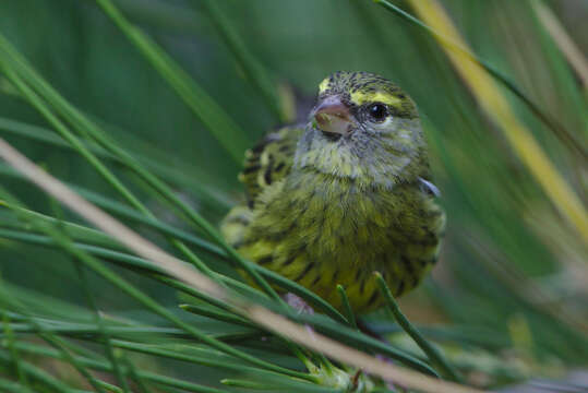 Image of Forest Canary