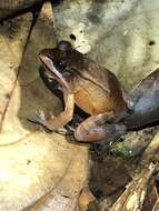 Image of Loreto White-lipped Frog