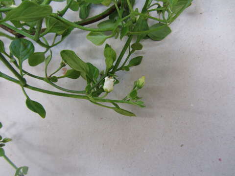 Image of lily of the valley vine