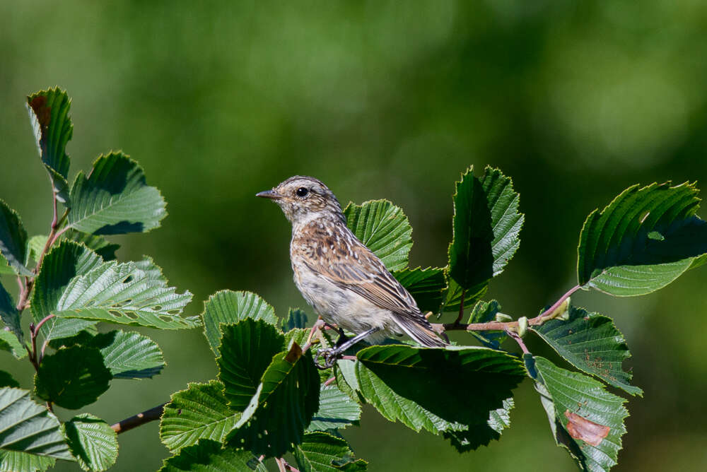 Image of Whinchat