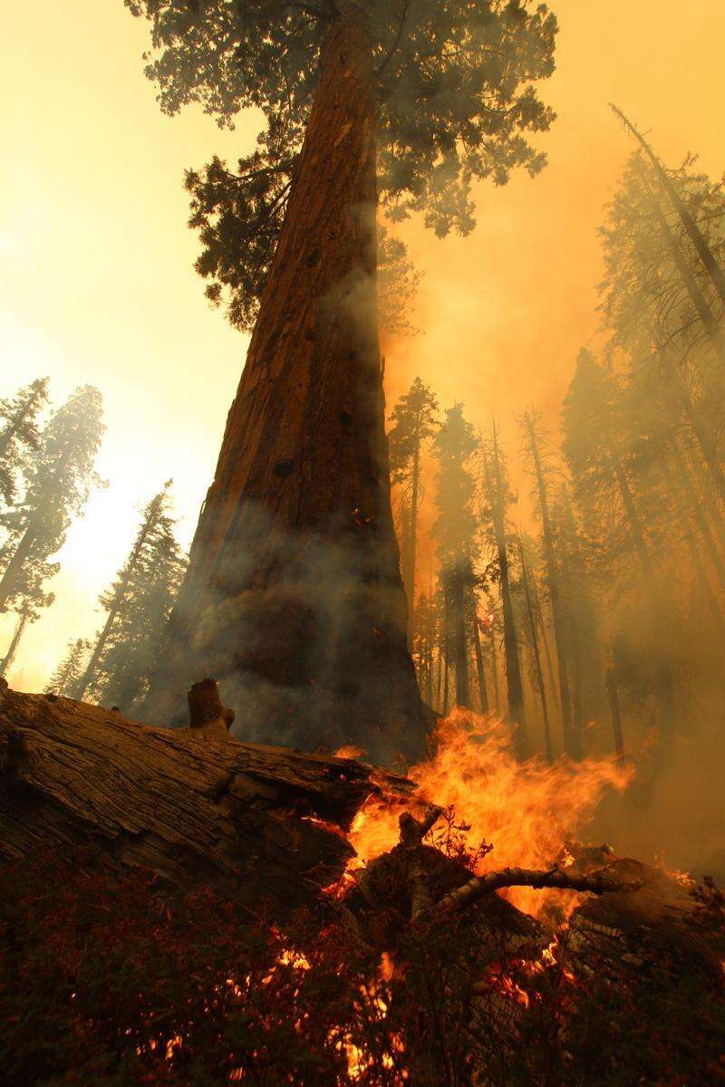 Image of giant sequoia