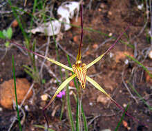 Image of Mustard spider orchid