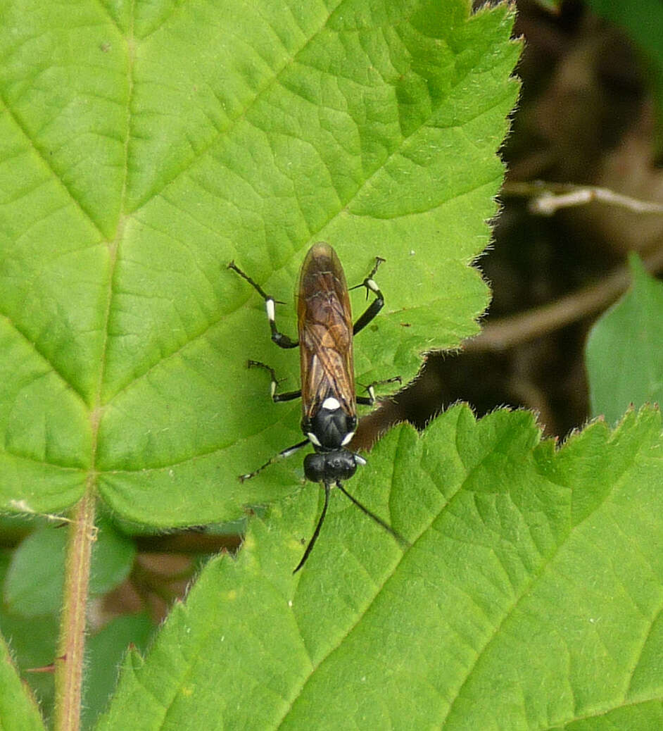Image of <i>Macrophya duodecimpunctata</i>