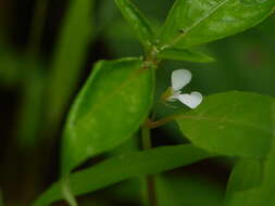 Image of Impatiens minor (DC.) S. S. R. Bennet