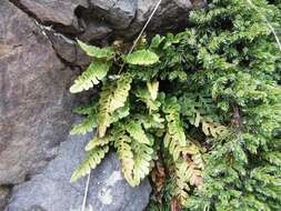 Image de Polypodium amorphum Suksdorf