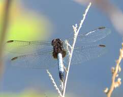 Sivun Erythrodiplax basifusca (Calvert 1895) kuva