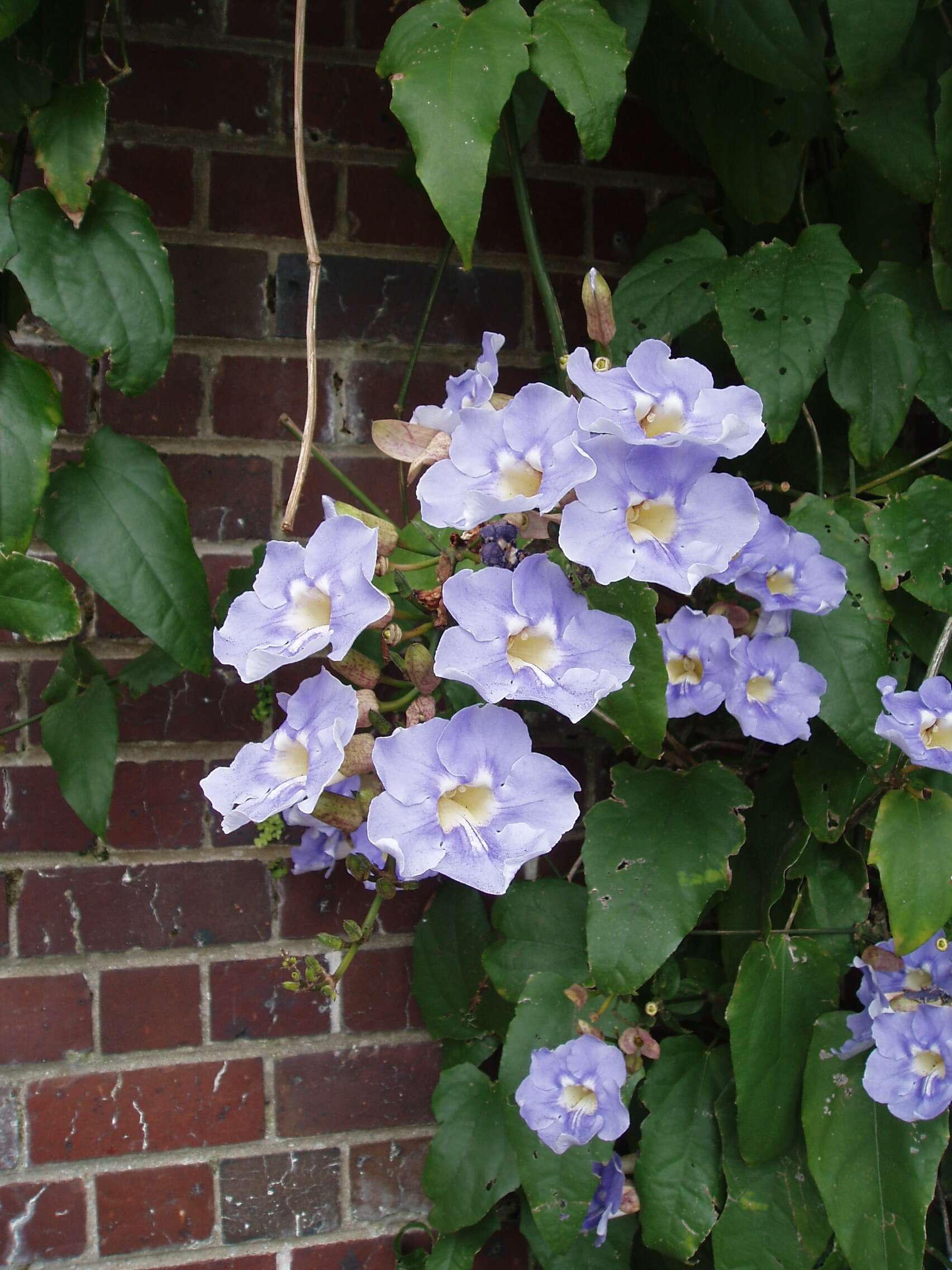 Image of Bengal clock vine