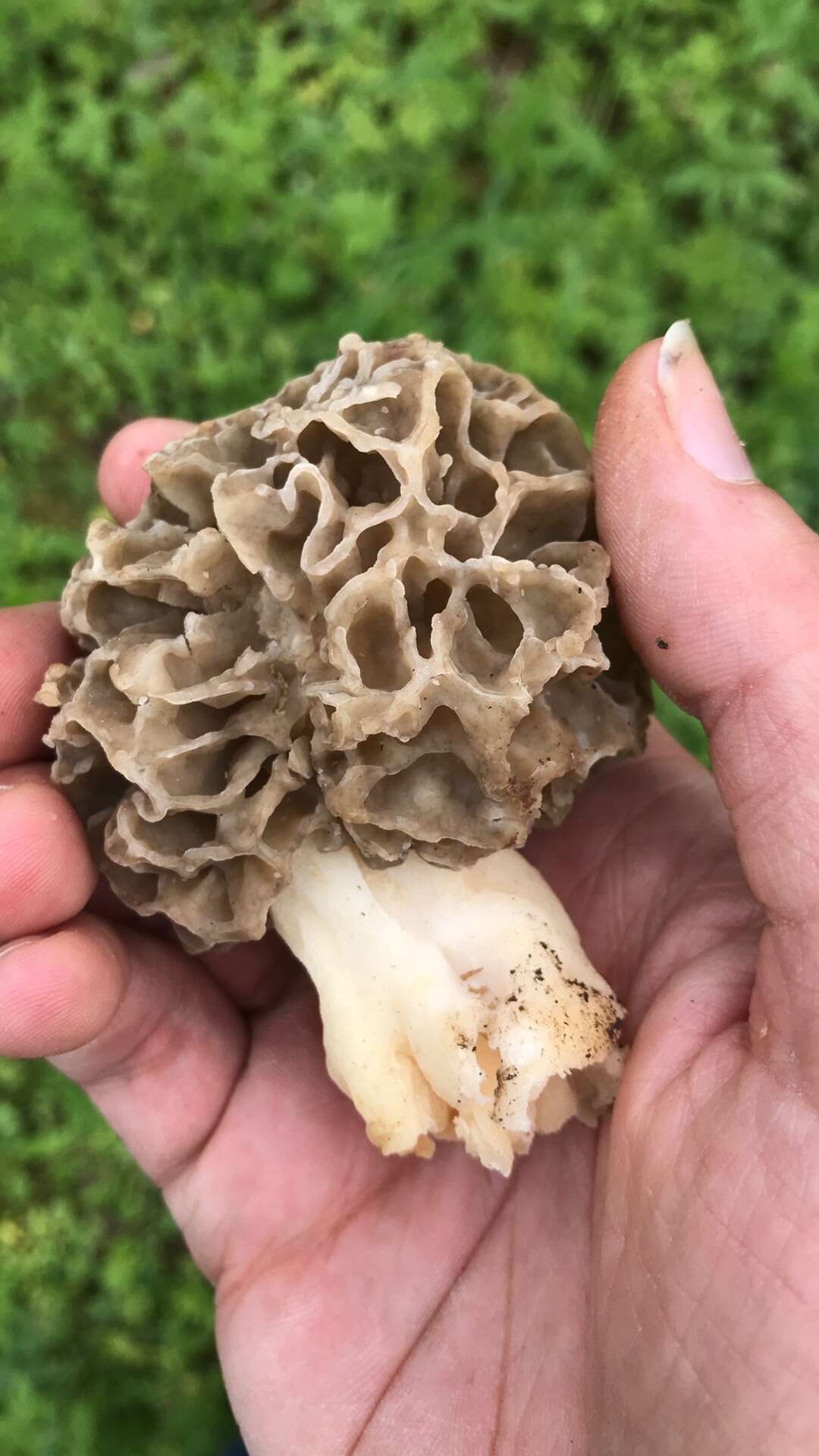 Image of Morchella vulgaris