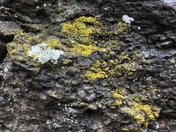 Image of eggyolk lichen