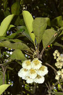 Image of Elaeocarpus bancroftii F. Müll. & Bailey