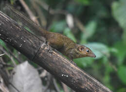 Image of Northern Tree Shrew