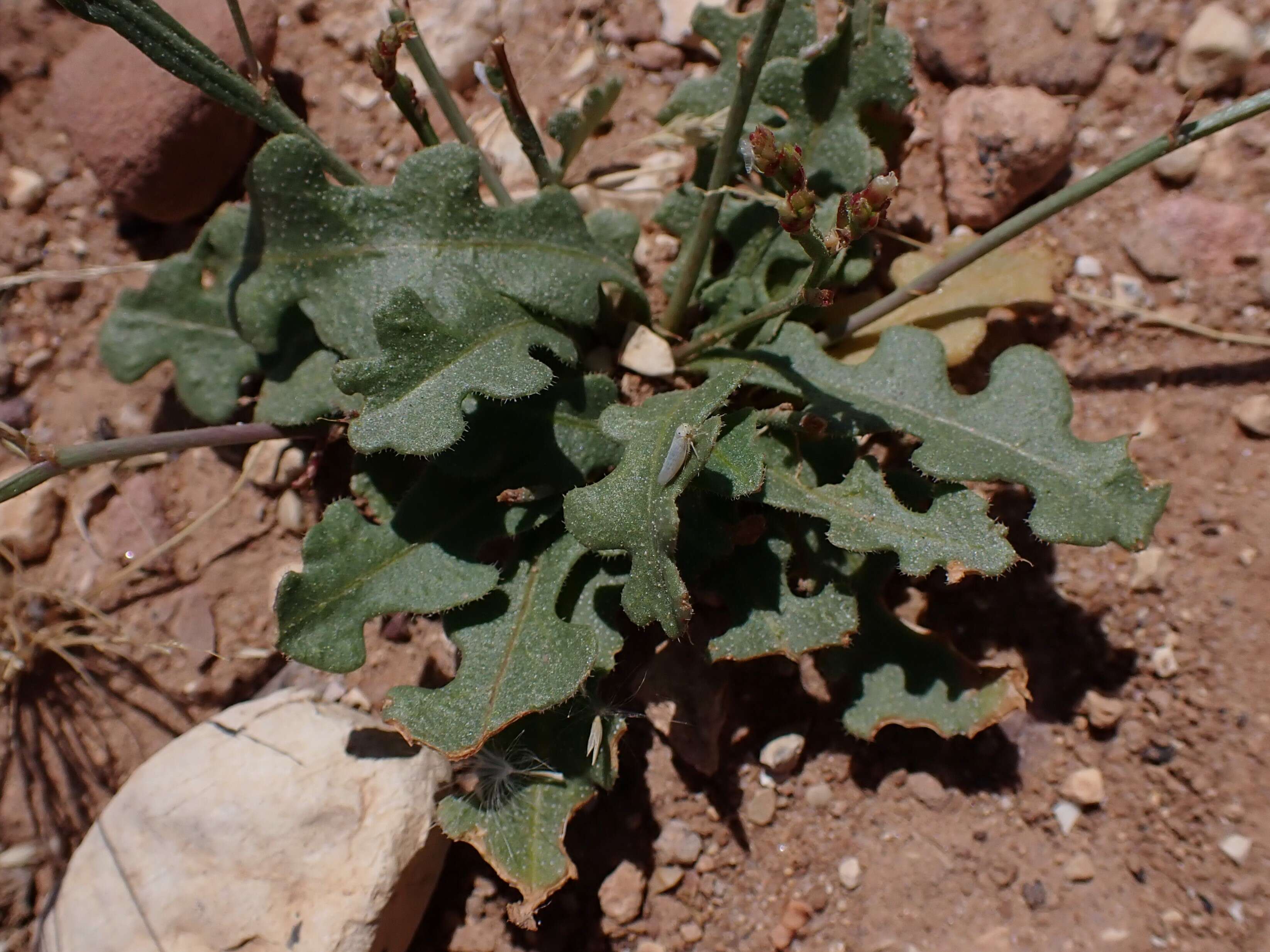 Image of Limonium thouinii (Viv.) O. Kuntze