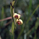 Image of Daviesia elongata Benth.