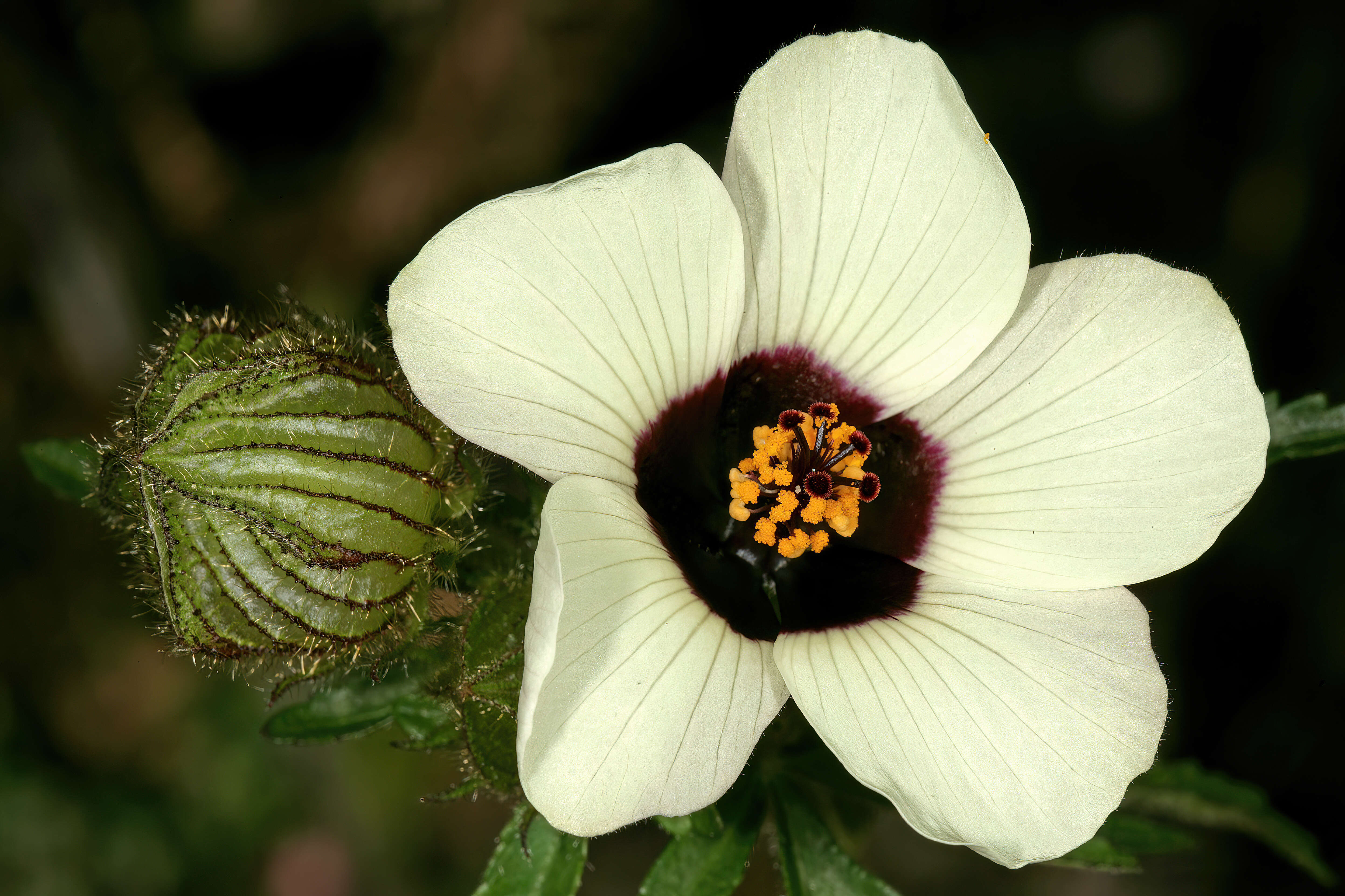 Image of flower of an hour