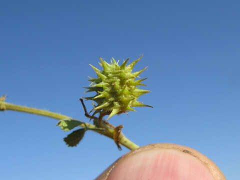 Слика од Medicago truncatula Gaertn.