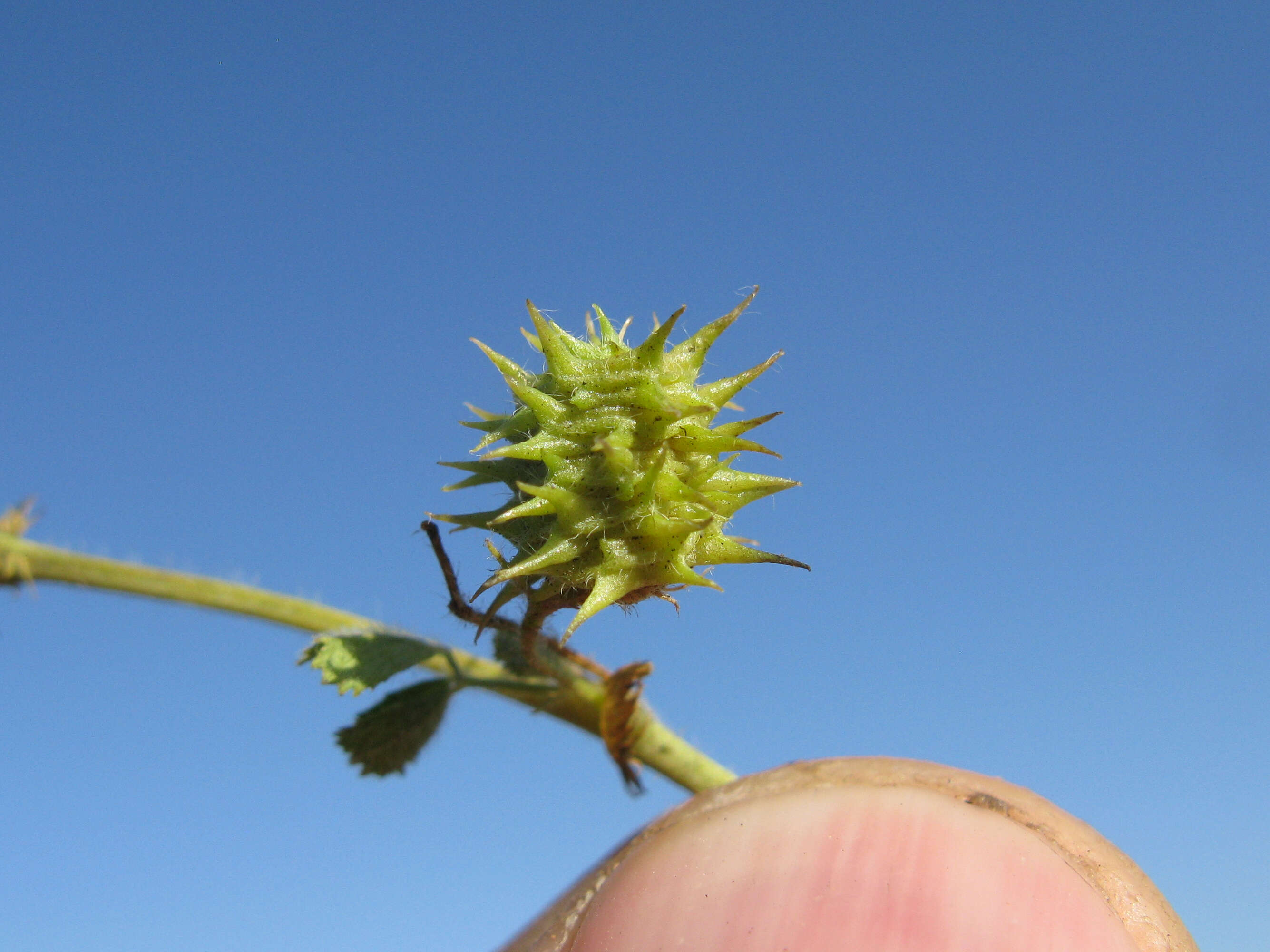 Слика од Medicago truncatula Gaertn.