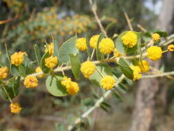 Слика од Acacia sertiformis A. Cunn.
