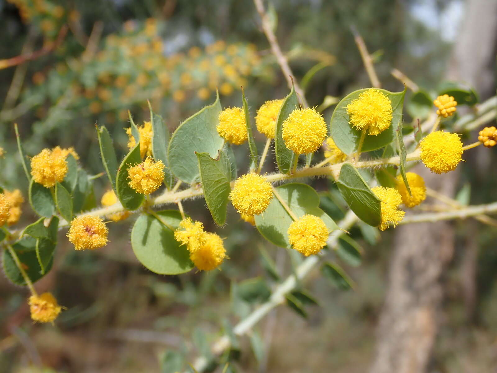 Image of Acacia sertiformis A. Cunn.