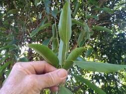 Image of Hypserpa laurina (F. Müll.) Diels