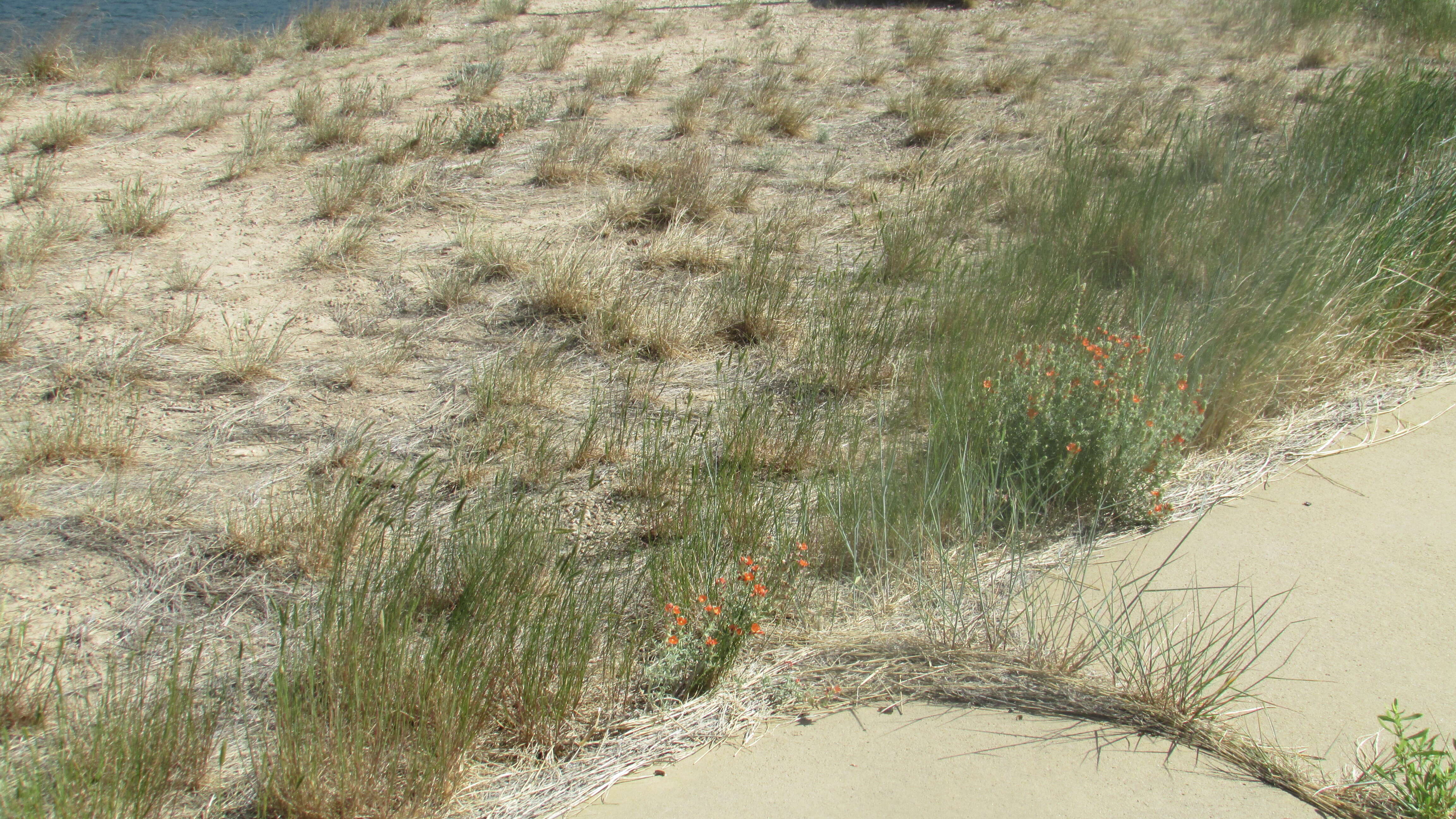 Image of Emory's globemallow