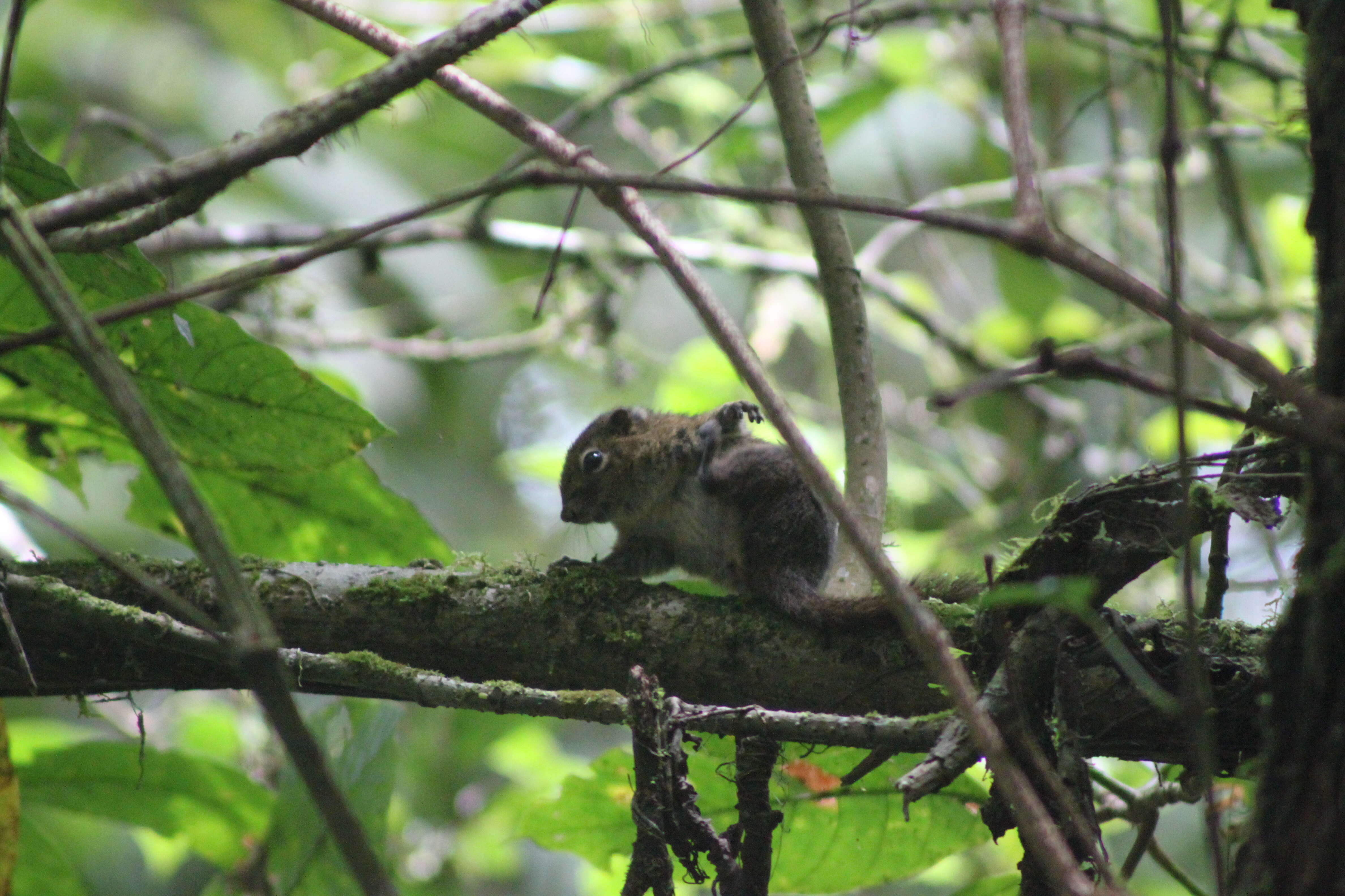 Image of Sunda squirrel