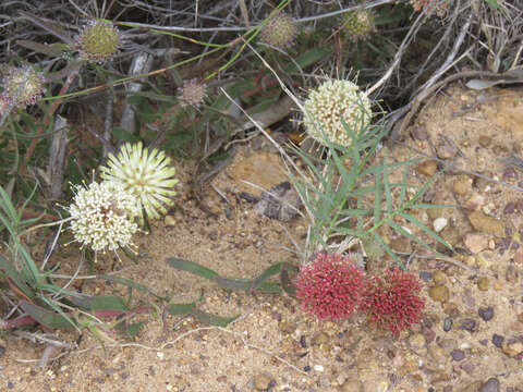 Image of Leucospermum pedunculatum Klotzsch ex Krauss