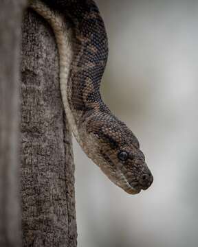 Image of Morelia spilota imbricata (L. A. Smith 1981)