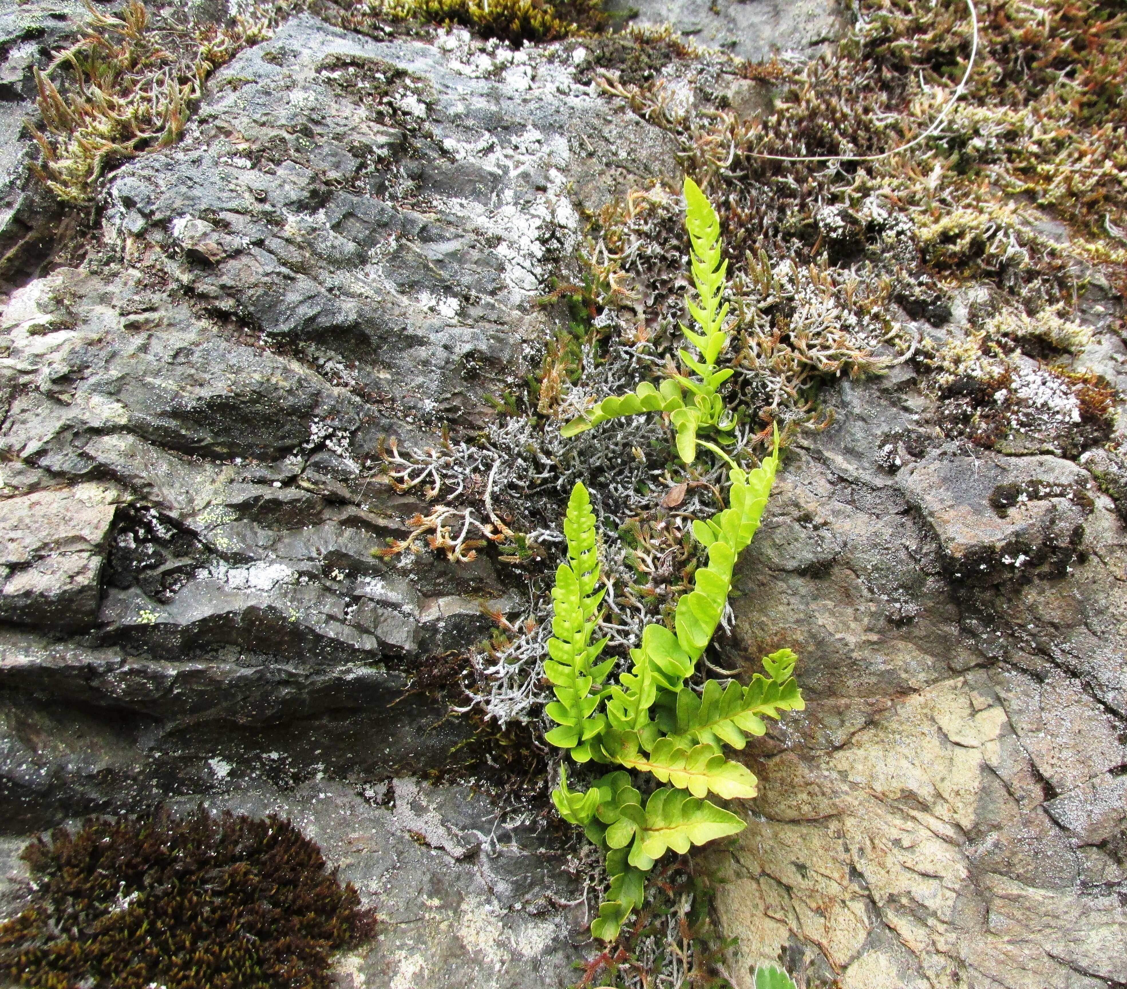 Image de Polypodium amorphum Suksdorf