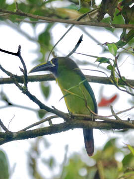 Image of Blue-throated Toucanet