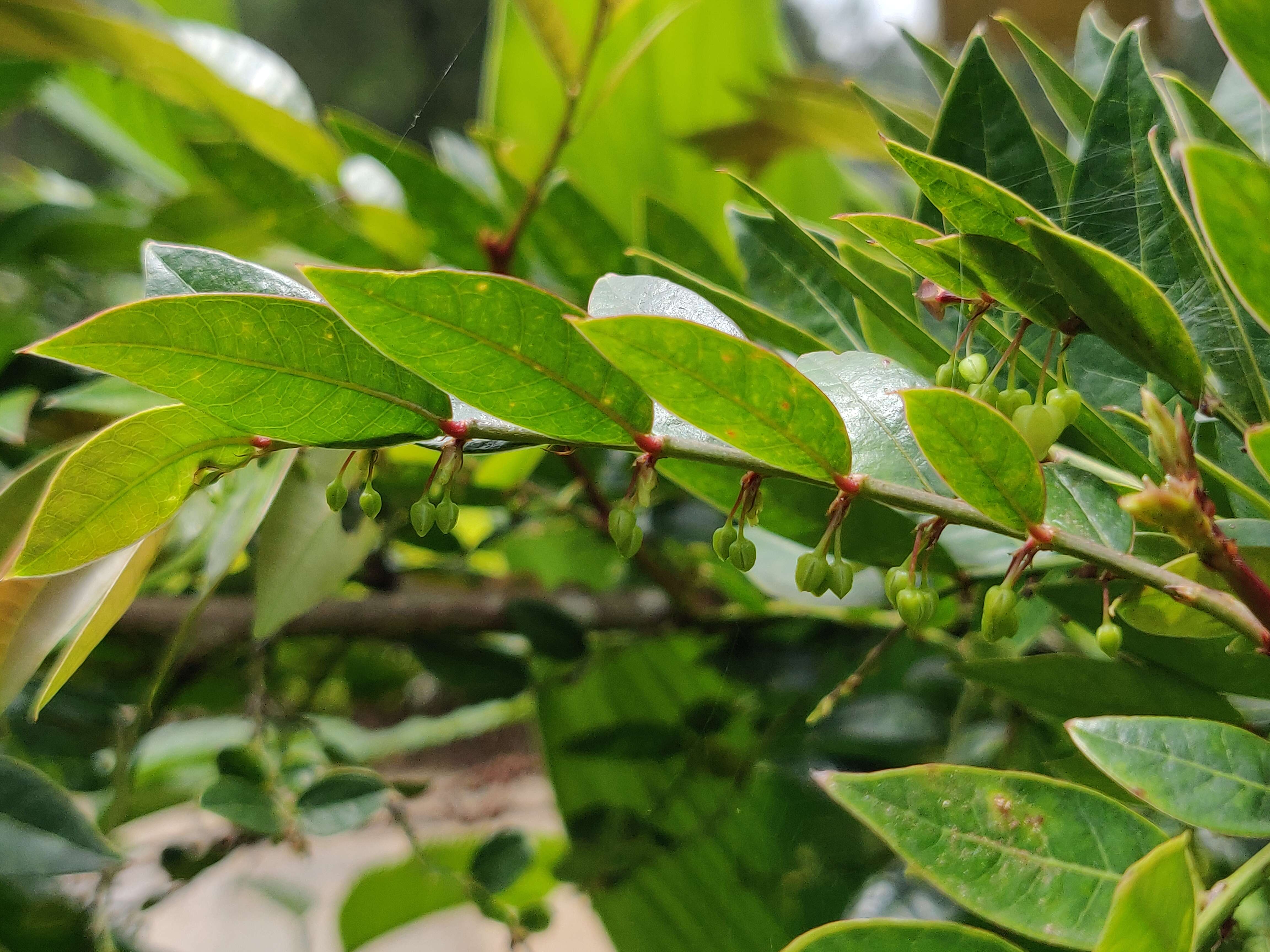 Phyllanthus anamalayanus (Gamble) G. L. Webster的圖片