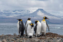 Image of King Penguin