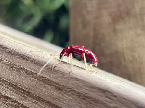 Image of Paratriarius coccineus