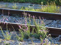 Plancia ëd Linaria purpurea (L.) Mill.