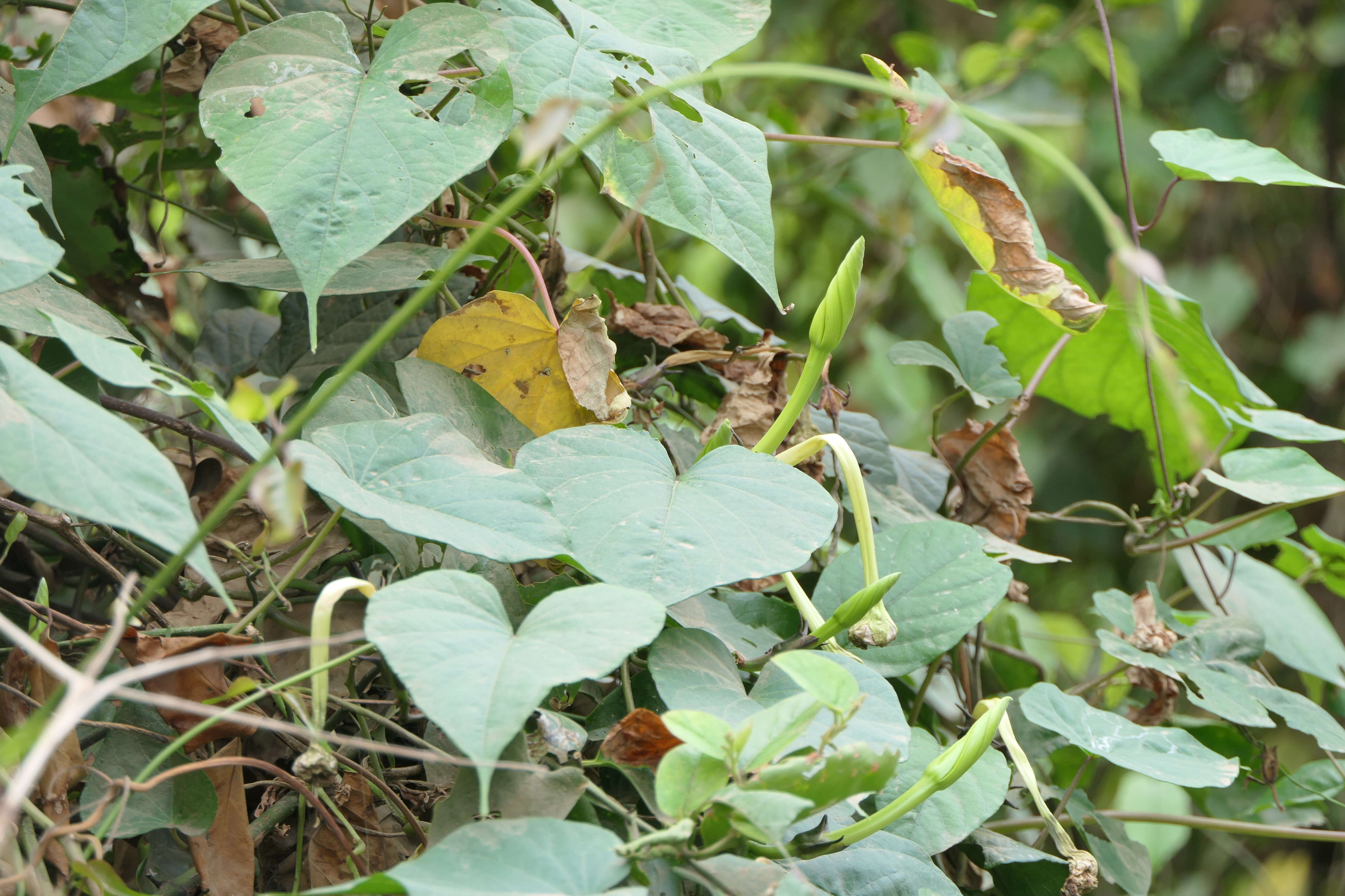 Image of Moonflower or moon vine