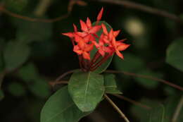 Image of scarlet jungleflame